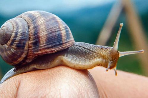 电影《蜗牛做爱的姿势》免费在线观看