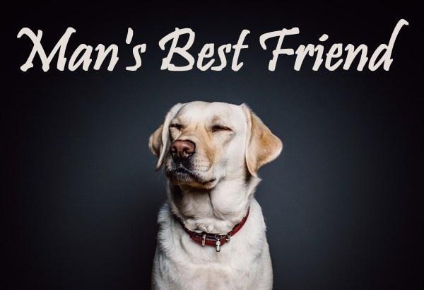 A Man's Best Friend免费大电影
